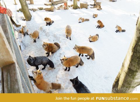 Fox Sanctury in Japan :3