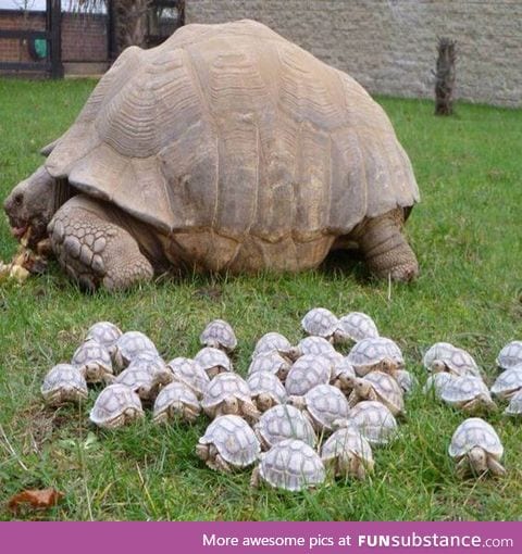 Baby turtle army