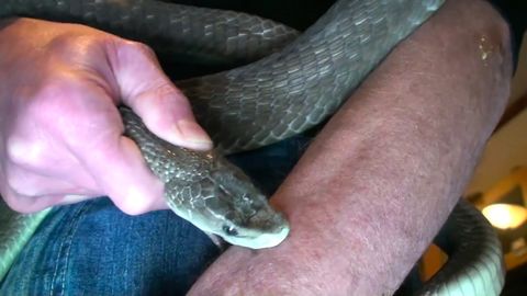 Guy who's been injecting himself with snake venom for the last 16 years is becoming immune