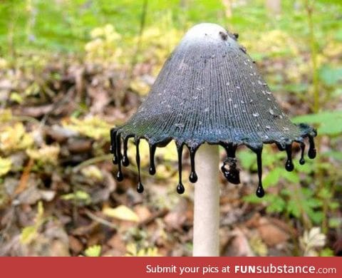 The Inky Cap Mushroom is as interesting as it sounds