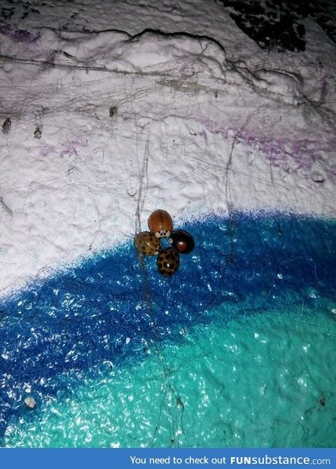 Ladybugs of all 4 tribes are gathering. What are they up to?