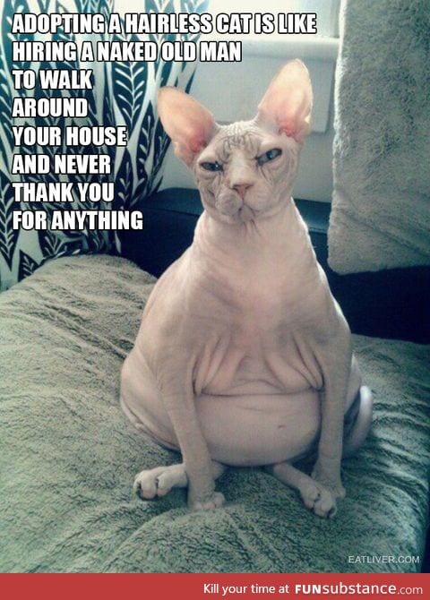 The truth about owning a hairless cat