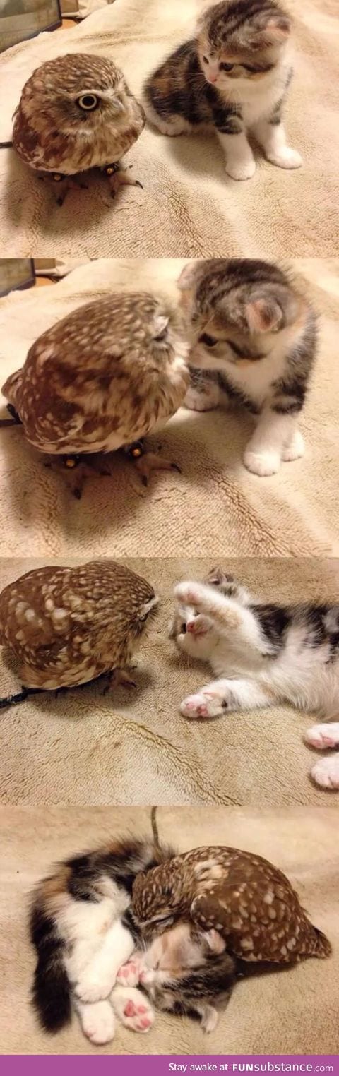 Two cute floofs