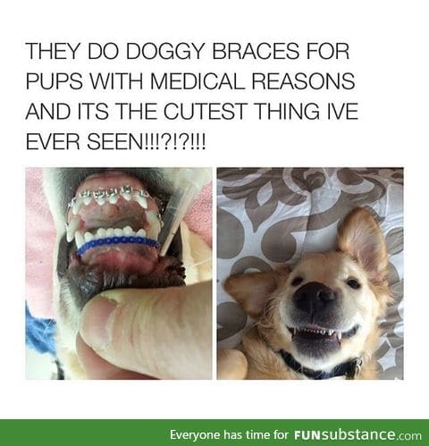 DOGGY BRACES AWWW