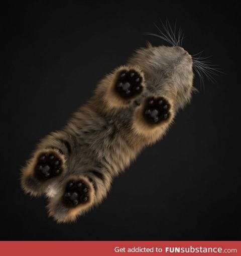 Kitten. Bottom view