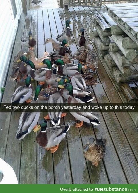 Ducks