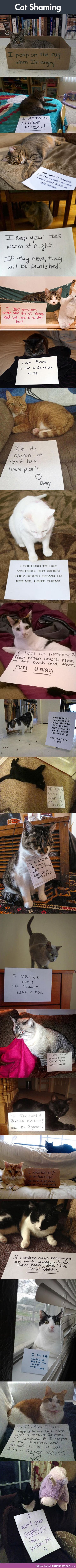 Cat shaming: But some of them look so proud