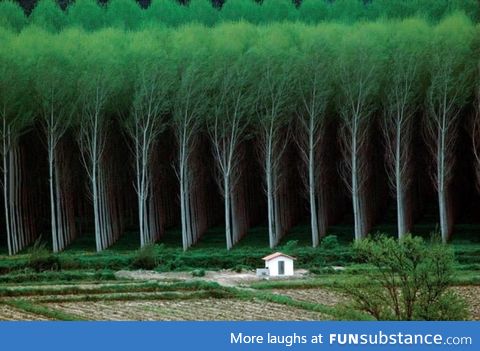 Tree farm