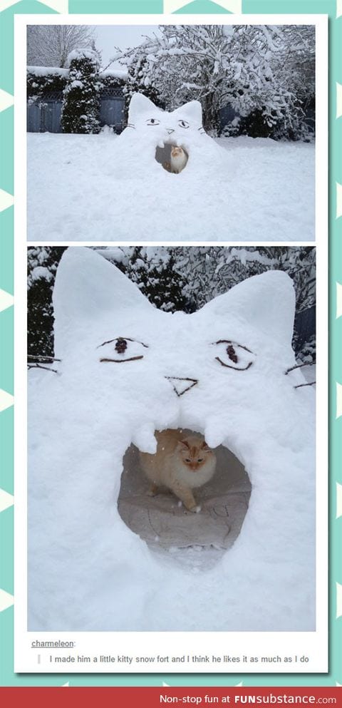 Cat has a snow fort