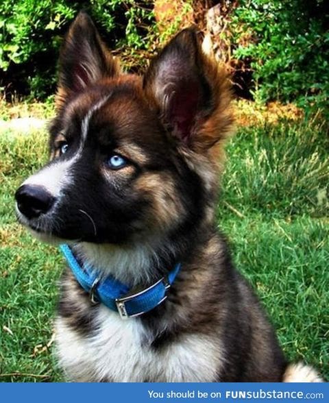 A Husky mixed with a German Shepard is the cutest thing ever!