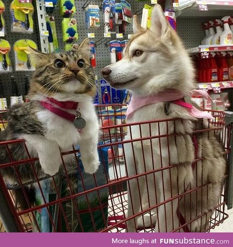 At the pet store