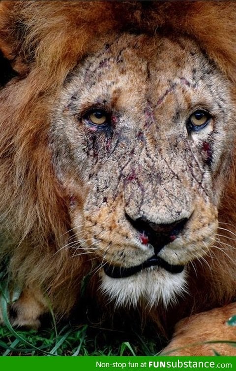 Scars of a king