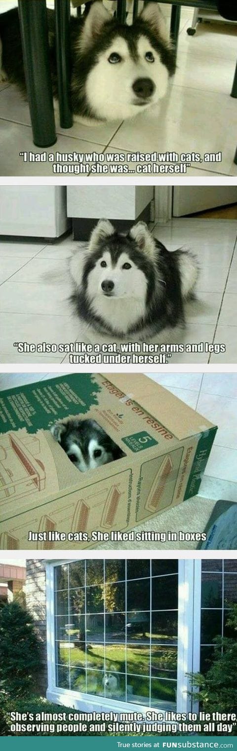 The husky that was raised by cats