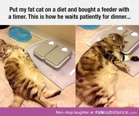 Just a bit big boned