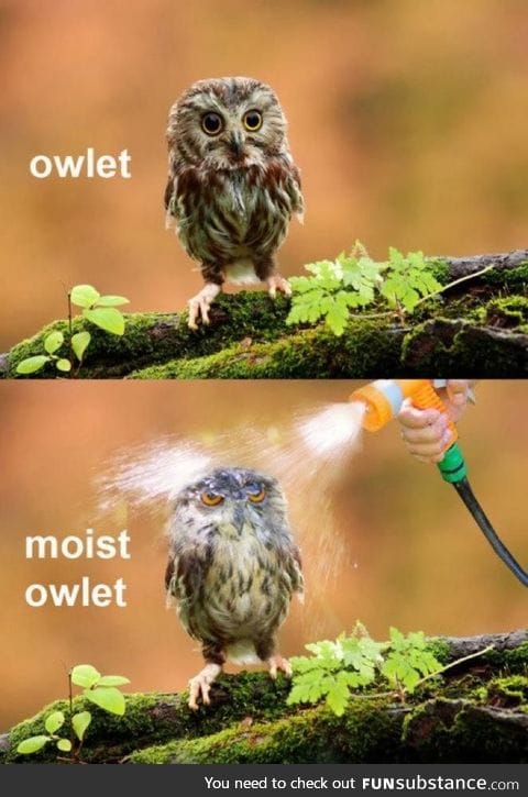 Moist Owlet anyone?