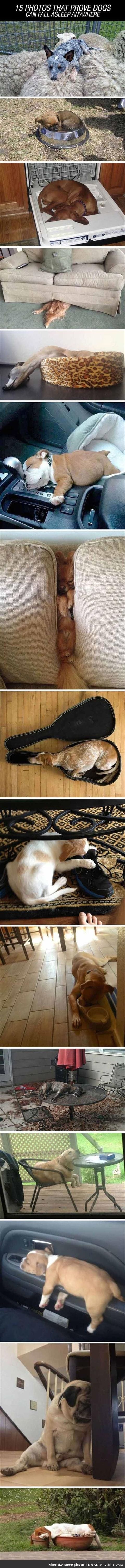 Proof Dogs Can Sleep Just About Anywhere