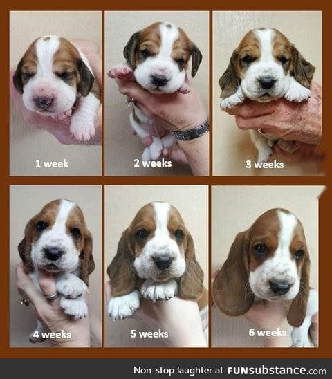 The evolution of a puppy
