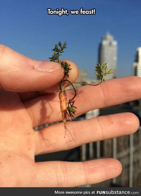What is this? A carrot for ants?