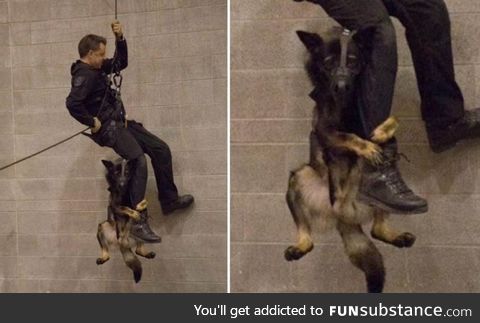 Vancouver Police dog learning to rappel with his partner