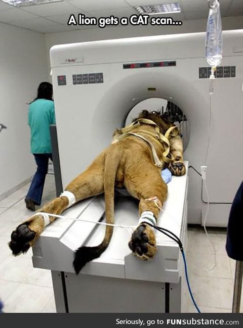 Literal cat scan