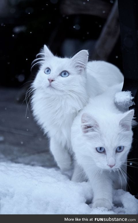 Two cats in the snow