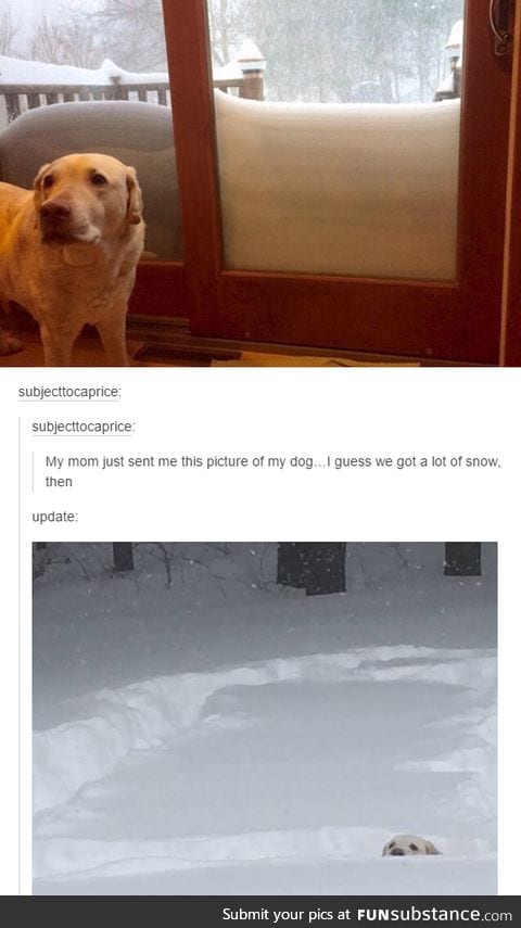 Dog in the snow