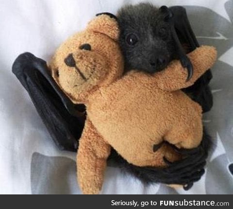 Baby bat loves his teddy bear