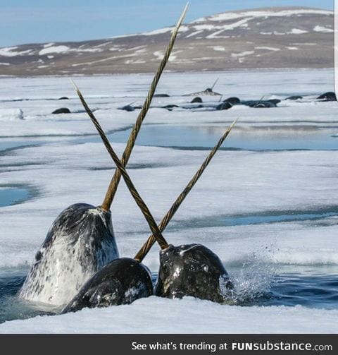Let's all take a moment to appreciate the fact that Narwhals are real