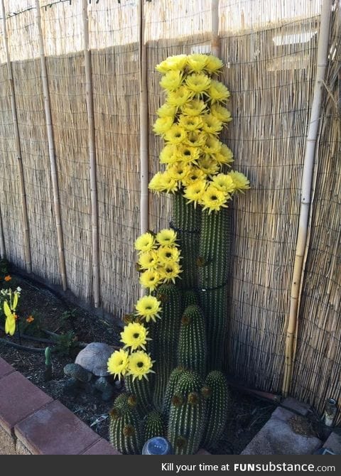 Cactus blooming for one day in Las Vegas