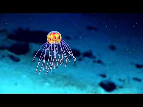 Alien-like jellyfish caught on camera near the Mariana Trench