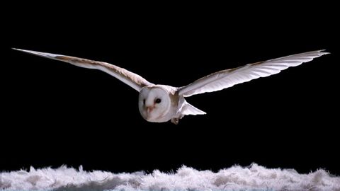 Demonstration of how Truly Silent Owls fly without making a sound