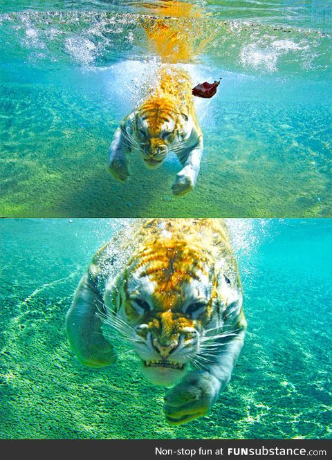 Fierce underwater attack