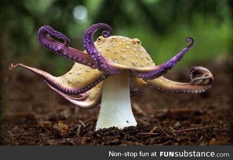 Mushroctopus