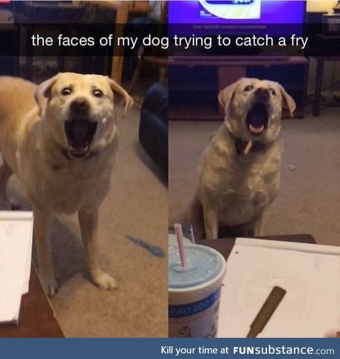 Doggy trying to get a fry