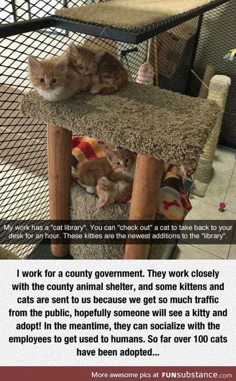 This cat library is the best idea ever