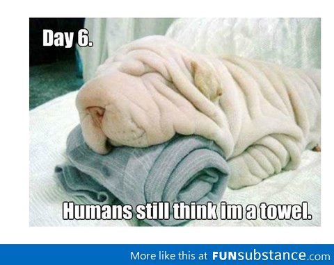 Undercover Puppy