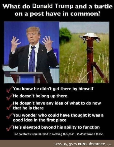 Turtle post