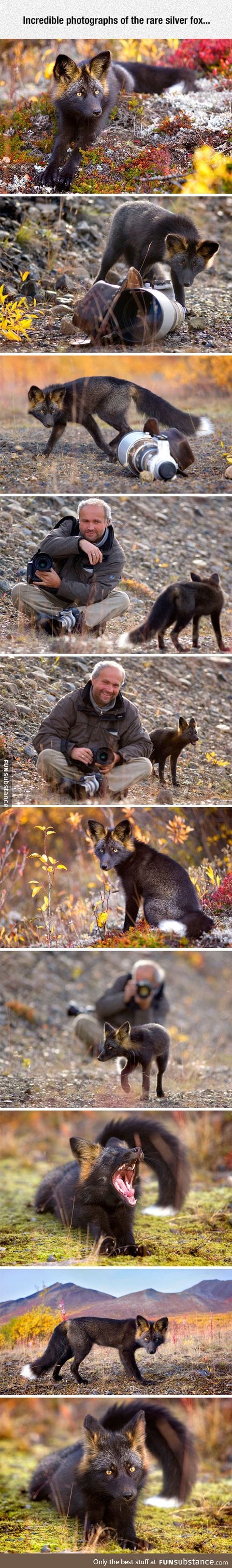Such a beautiful animal