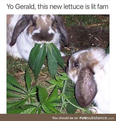 New lettuce