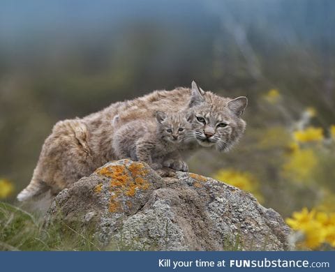 Beautiful Bobcat and baby