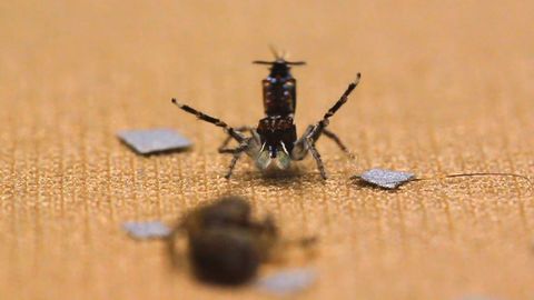 Dancing Peac*ck Spiders!