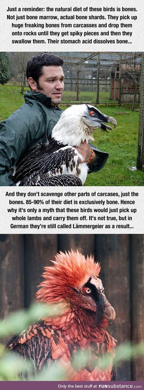 These birds are so metal