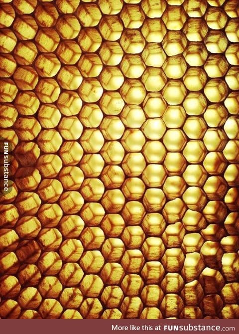 Honeycomb from a beehive held up to the sun