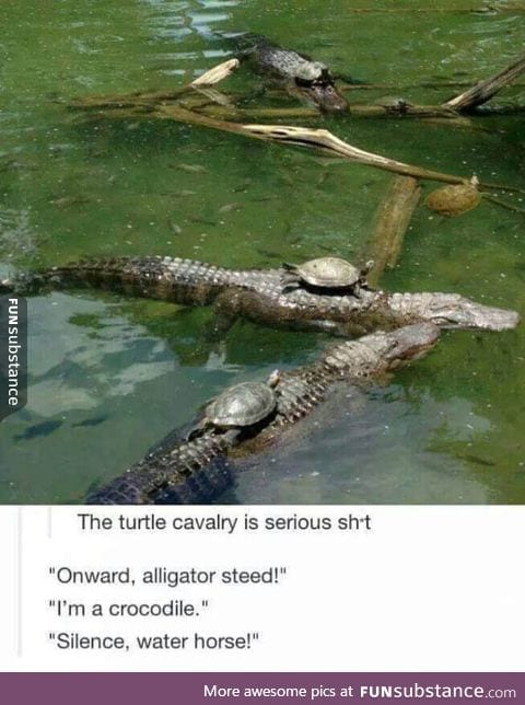 The turtle cavalry