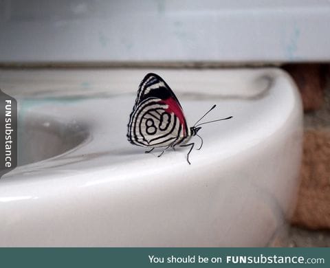 This butterfly has a number on its wing