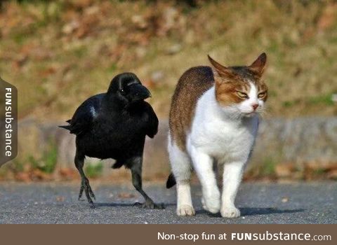 Excuse me sir, do you have a minute to talk about our lord Edgar Allan Poe?