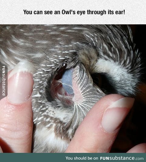 See the back of an owl's eye