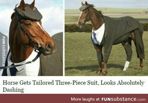 Fancy horse