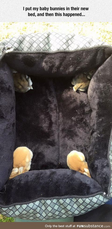 Come join the fuzzy side