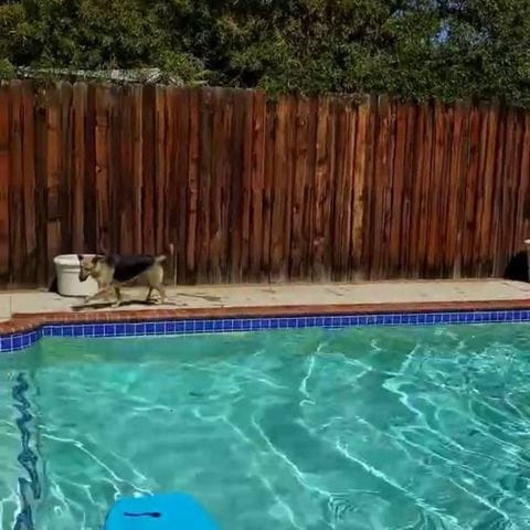 Dog gets worried about owner when he's in the pool and goes to save him